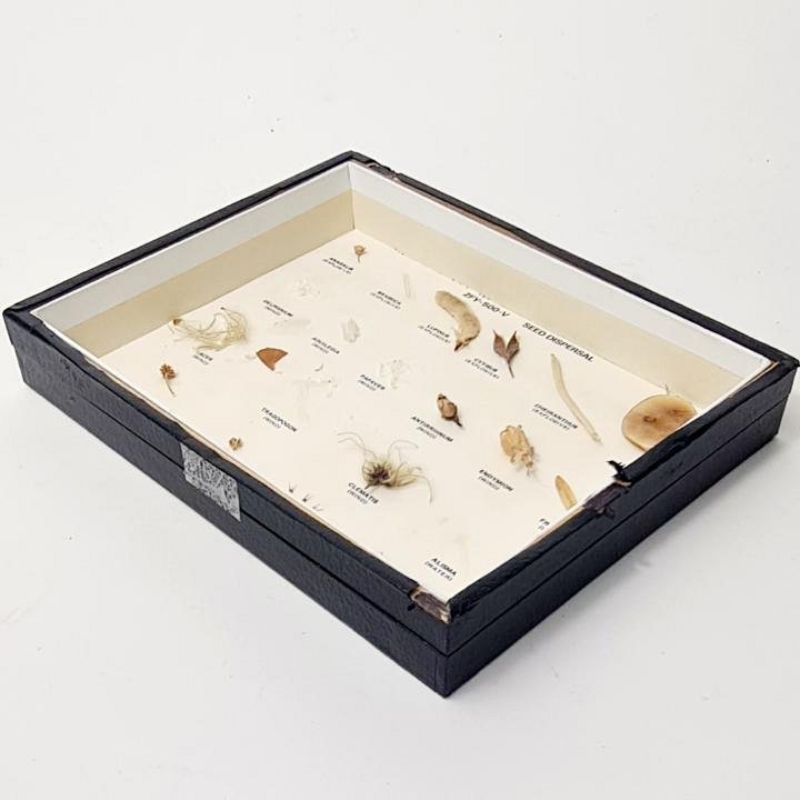 Seed Dispersal Display Case - No Glass