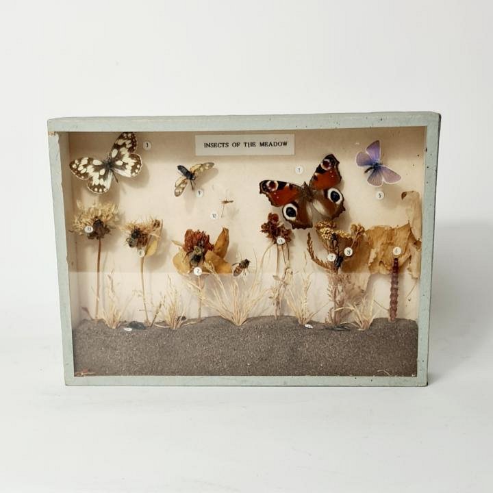 Insects Of The Meadow - Cased