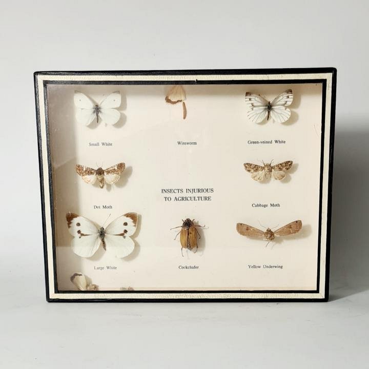 Cased Butterflies and Insects