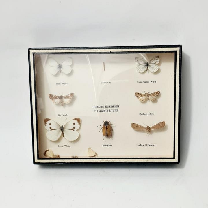 Cased Butterflies and Insects
