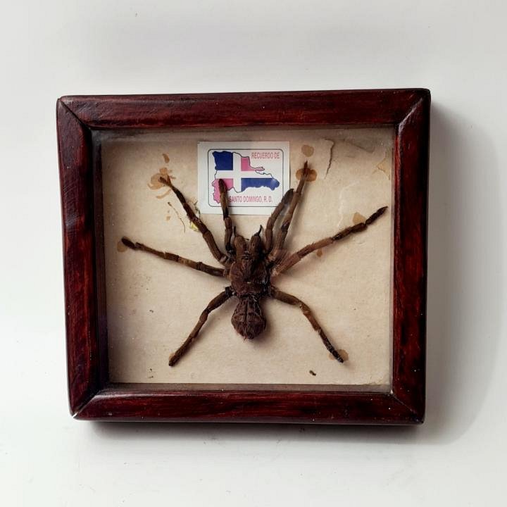 Large Spider In Case