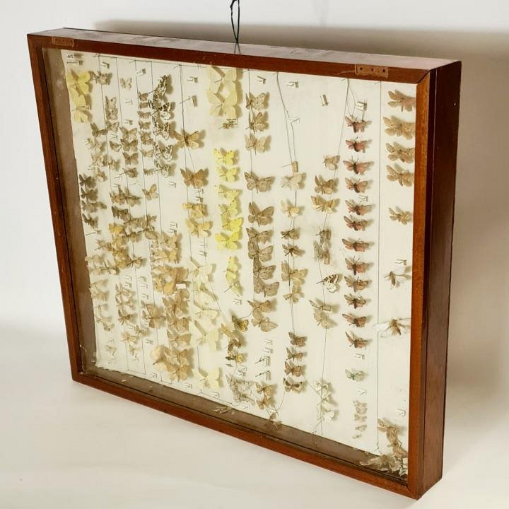 Cased Collection Of Moths