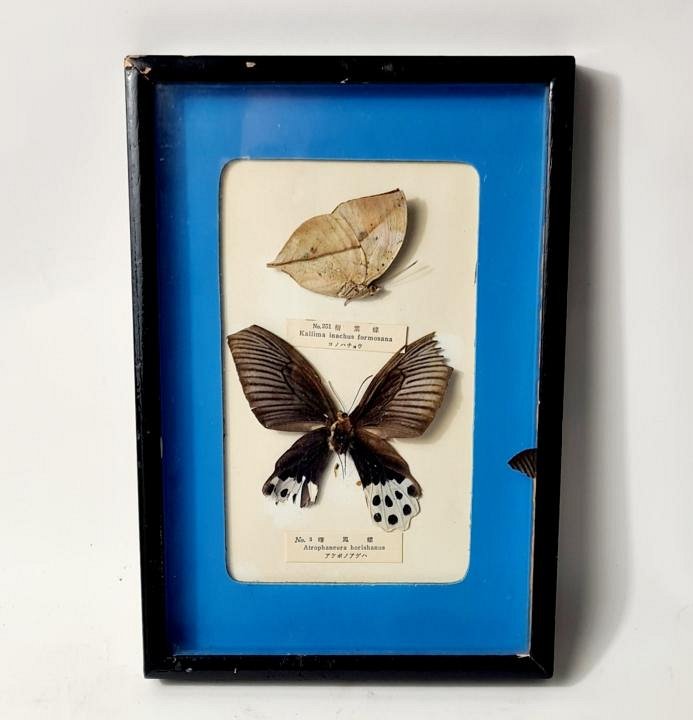 Cased Butterfly Display