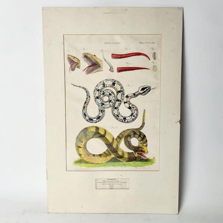 Print Of Snakes
