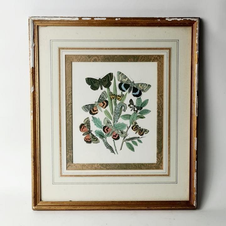 Framed Picture Of Butterflies