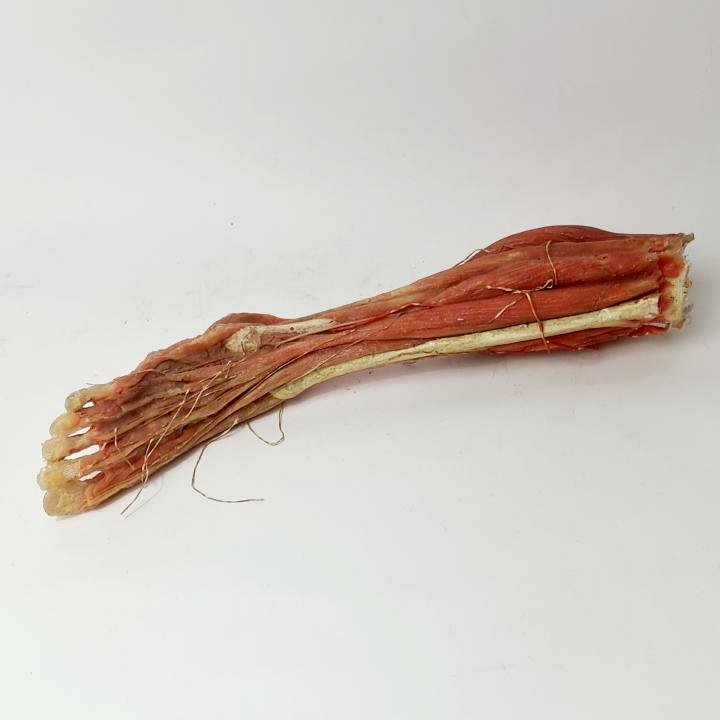 Anatomical Wax Model Of Leg