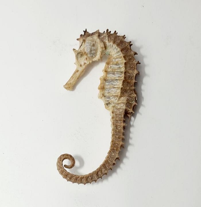 Dried Sea-Horse