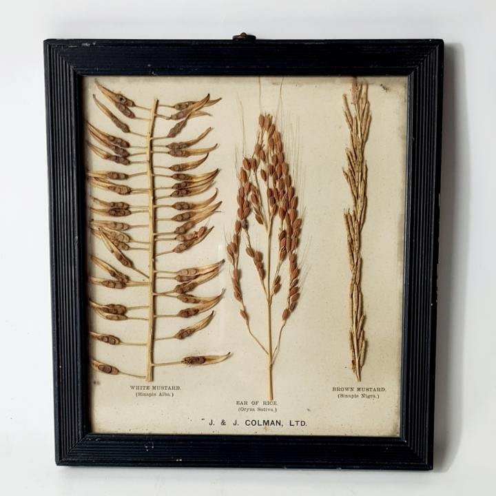 Framed Botanical Specimen