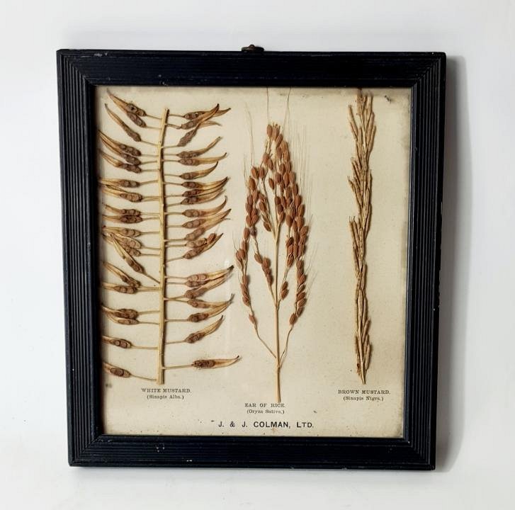 Framed Botanical Specimen