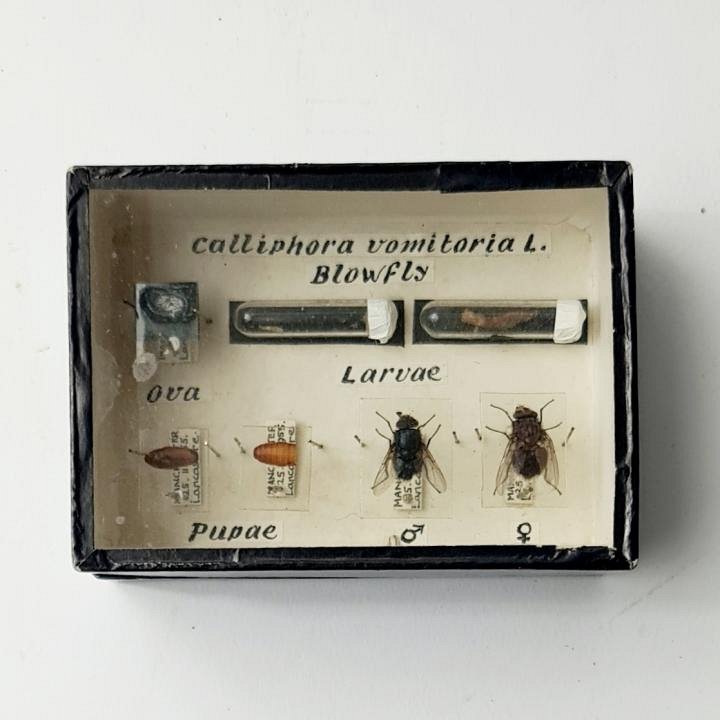 Small Specimens In Case