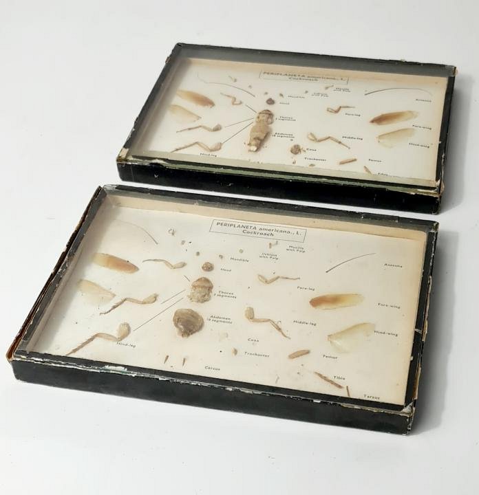 Cased Specimens