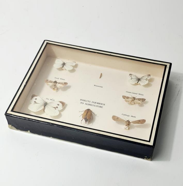 Specimens In Case