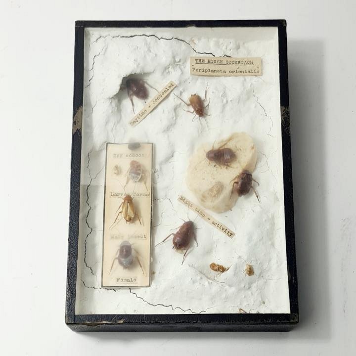 Specimens In Case