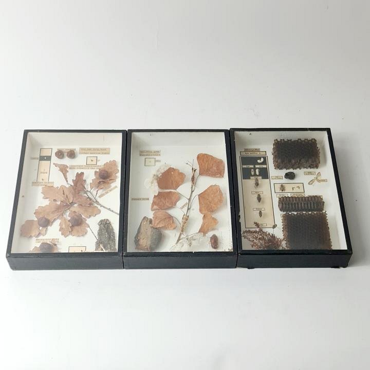 Specimens In Case