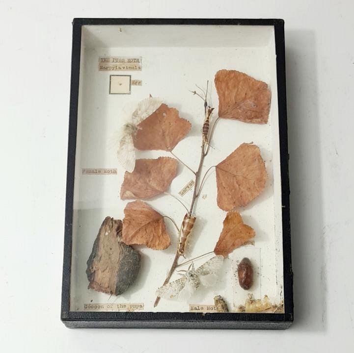 Specimens In Case