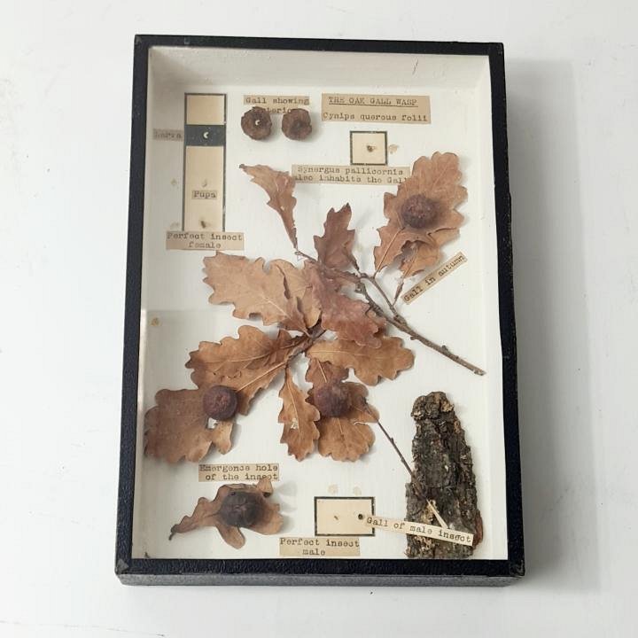 Specimens In Case