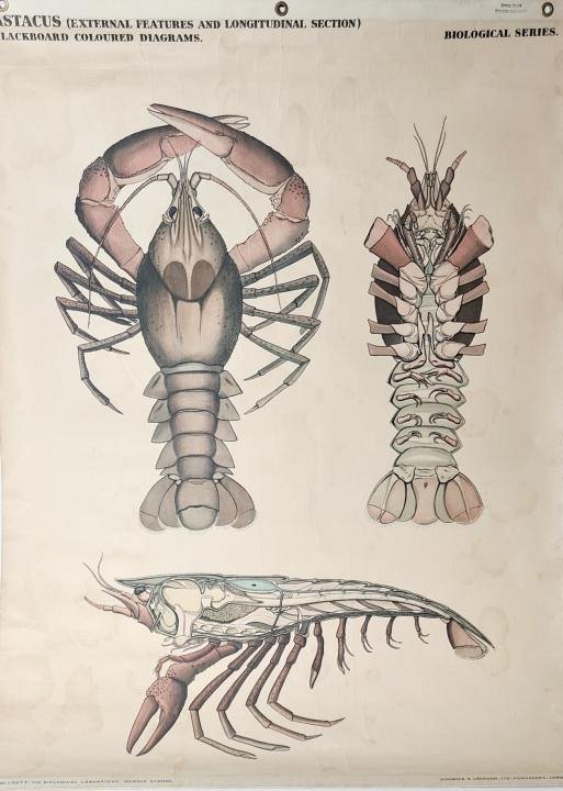 Crayfish Chart