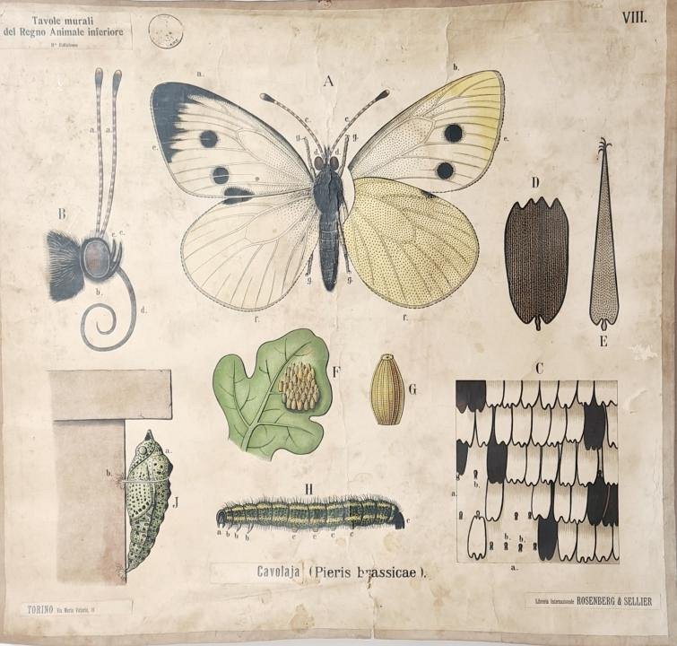 Butterfly Chart