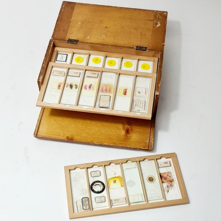 Microscope Specimen Slides In Case