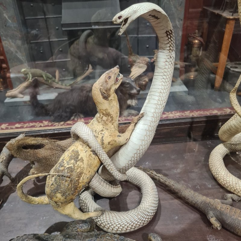Taxidermy Snake and Mongoose
