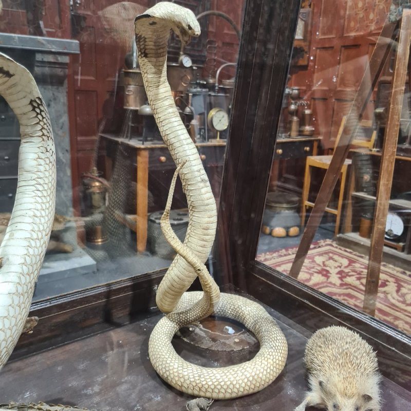 Taxidermy Snake