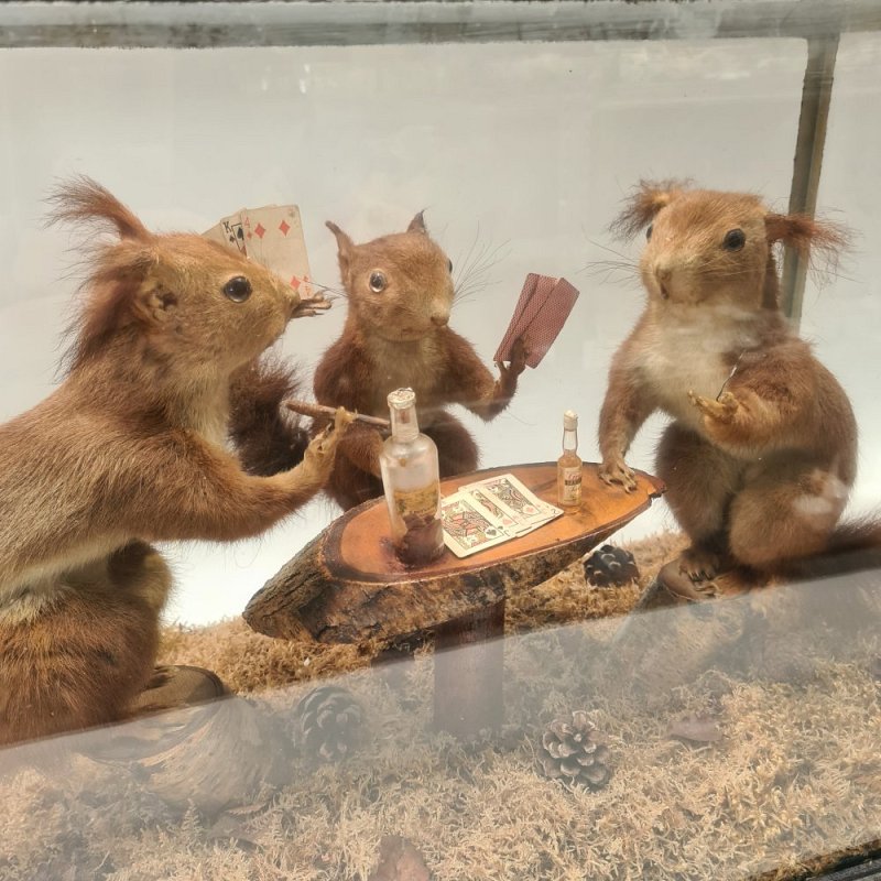Diorama of Taxidermy Squirrels