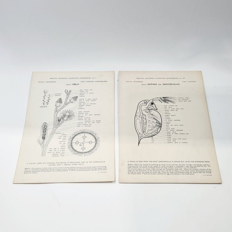 Zoological Illustrations