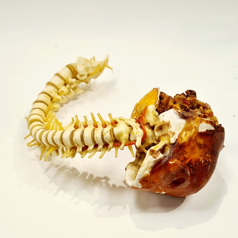 Model Of Baby Skull With Spine