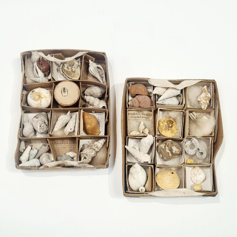 Period Shell Collections In Cardboard Trays (each)