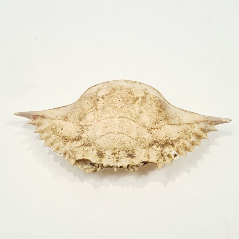 Crab Shell