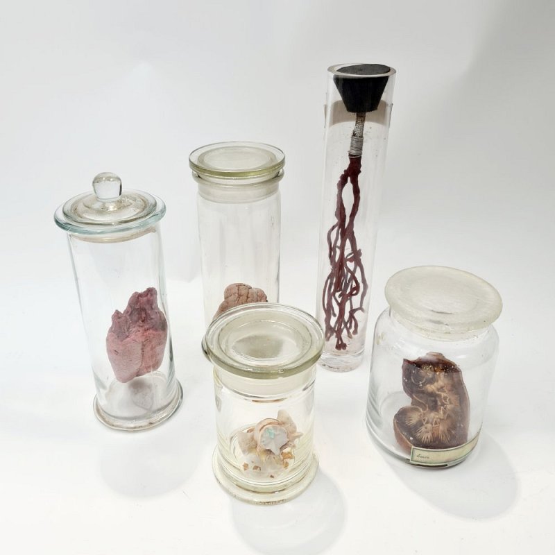 Small Imitation Organ In Jar (each)