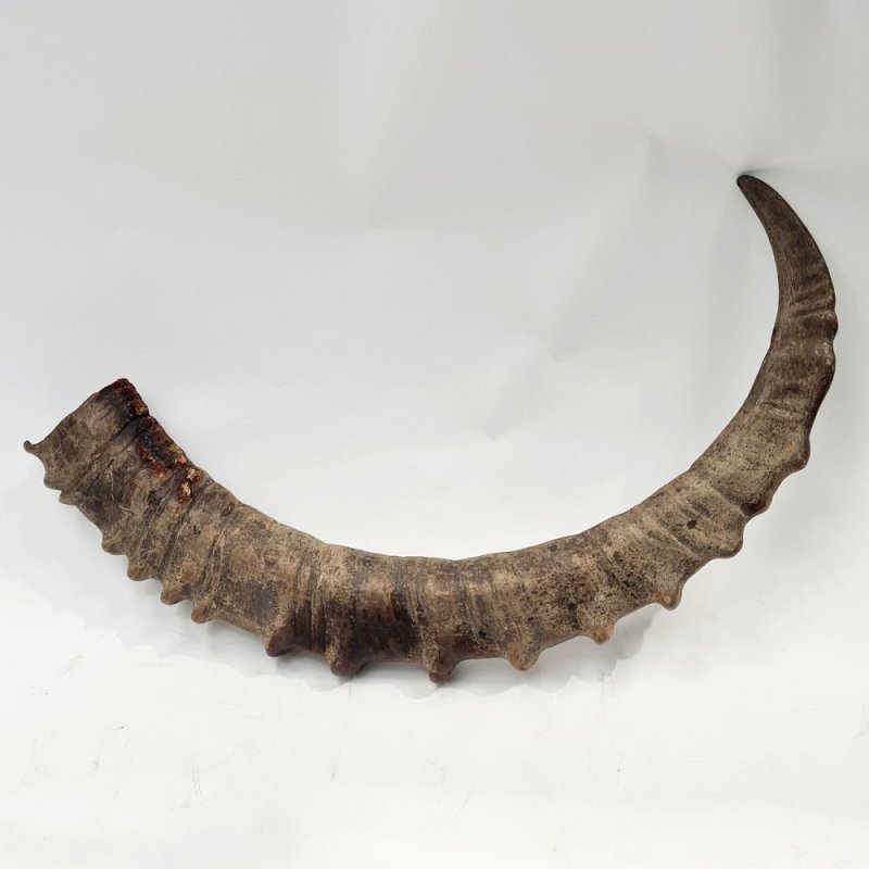 Large Antler / Horn