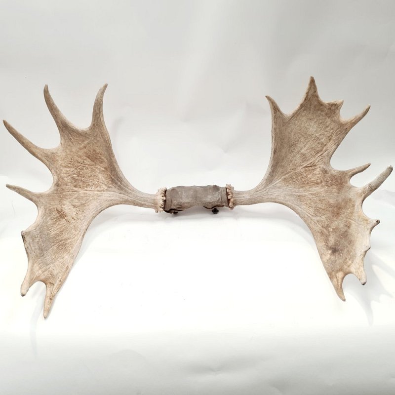 Moose / Elk Antlers