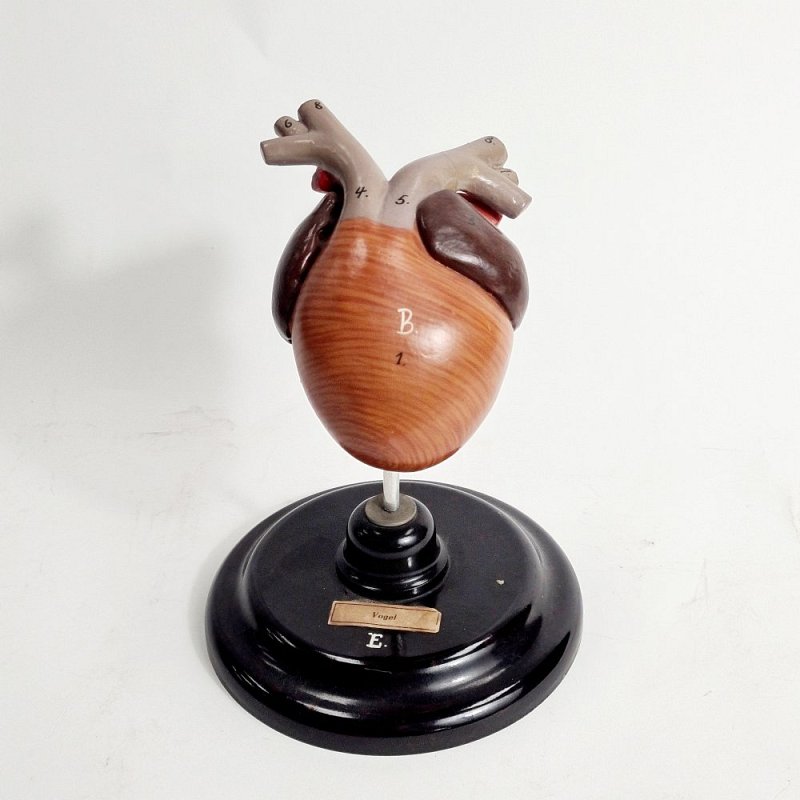 Model Heart on Stand