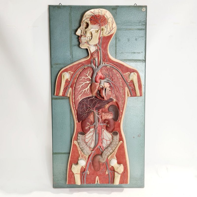 Anatomical torso on wall plaque 19th-20th c.
