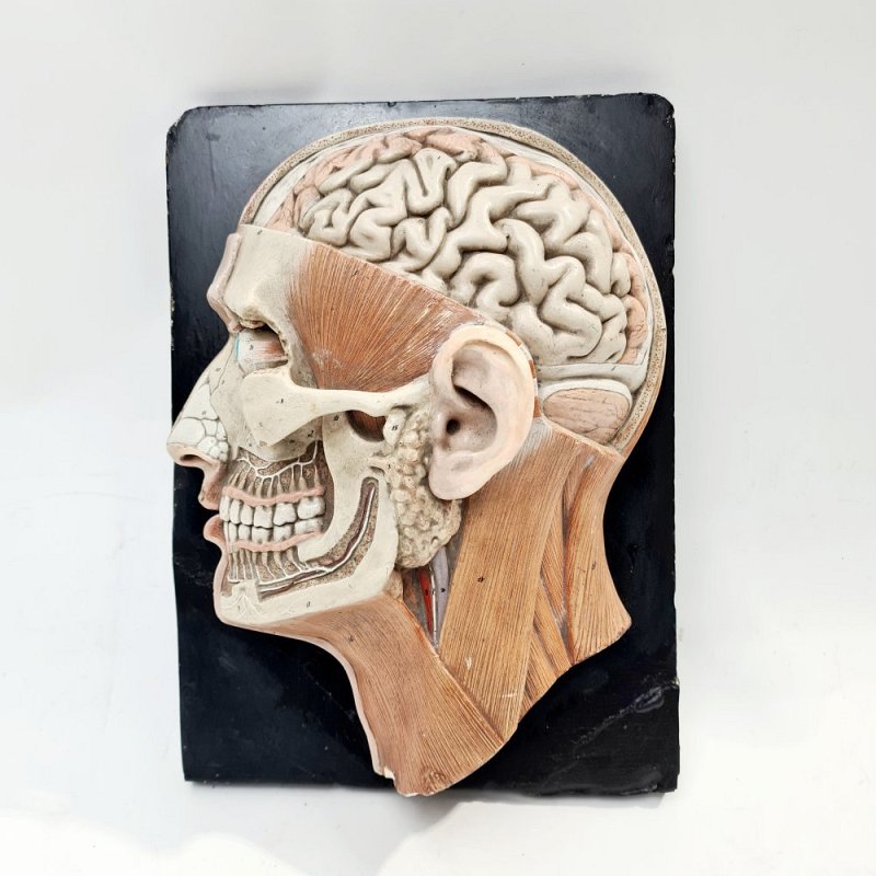 Period Plaster Anatomical Head