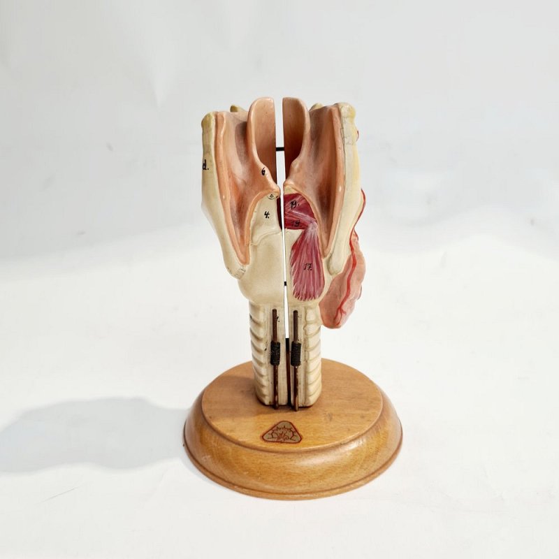 Model Thorax