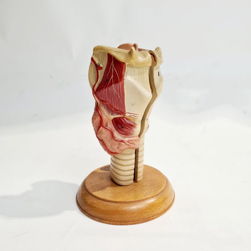 Model Thorax