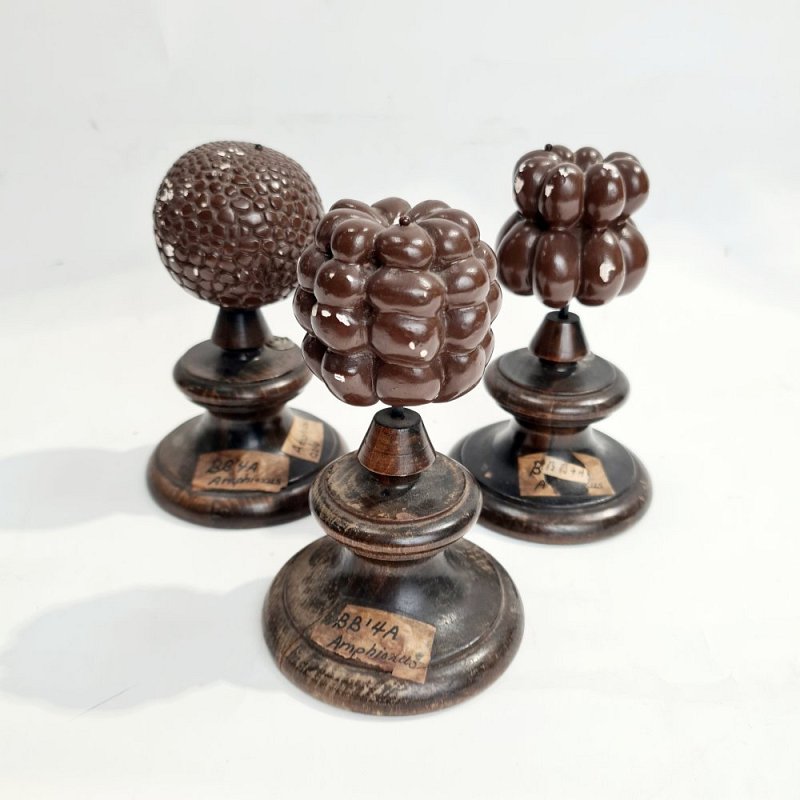 Cell Models On Wooden Bases (each)