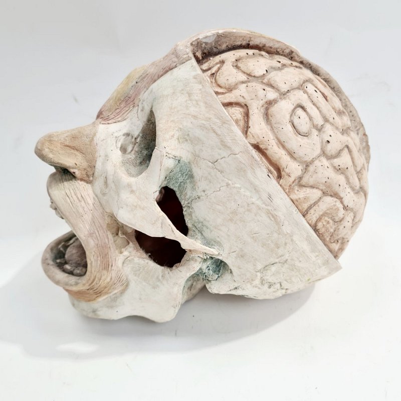 Anatomical Head
