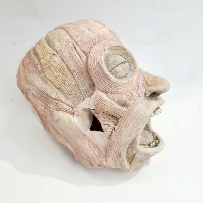 Anatomical Head