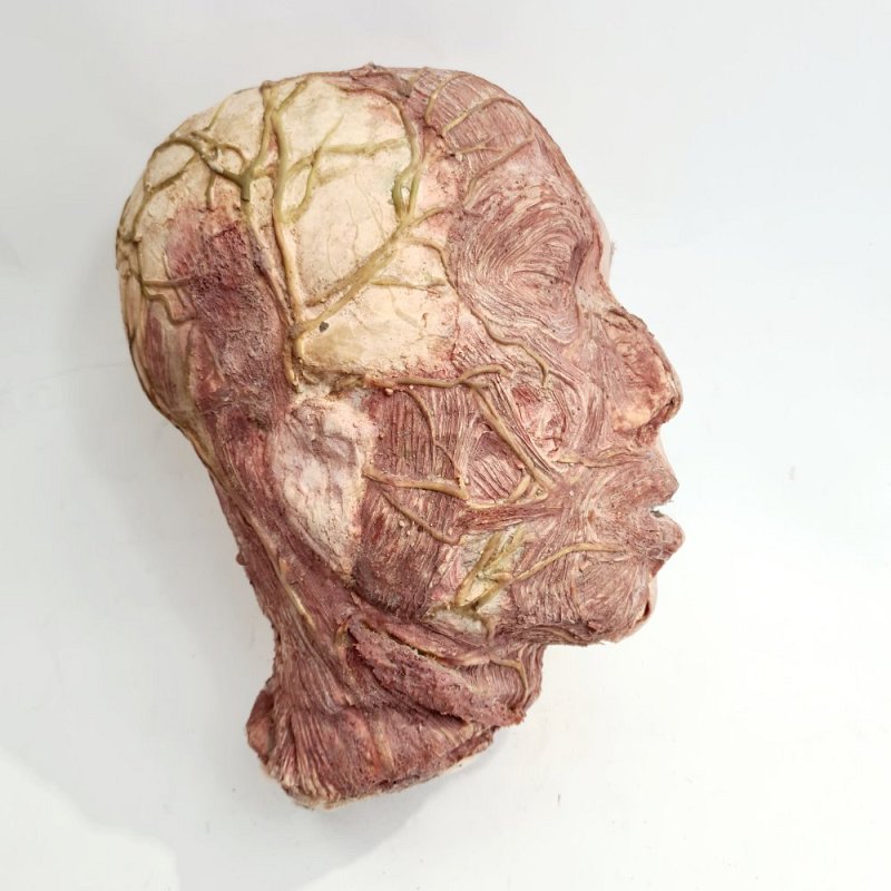 Rubber Anatomical Head