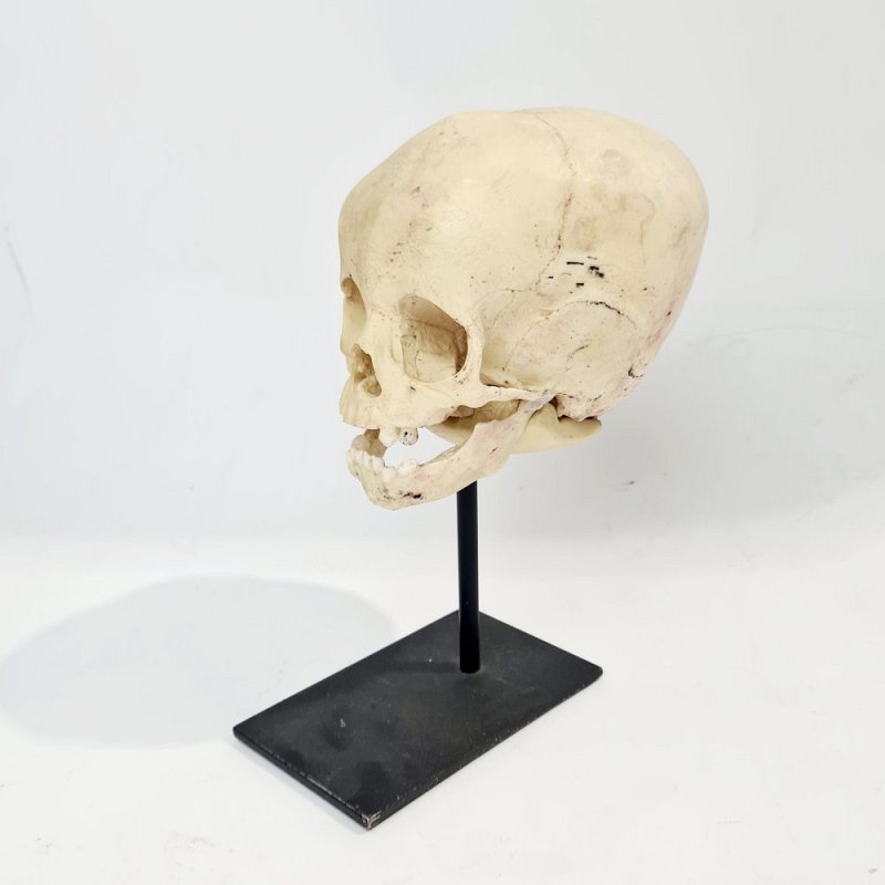 Baby Skull Model On Stand