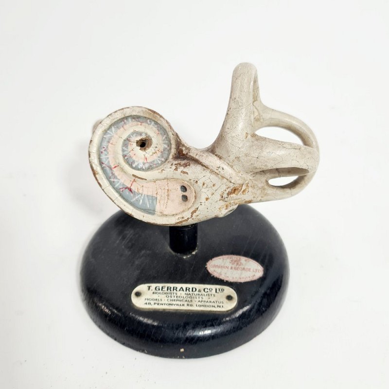 Anatomical Model On Stand