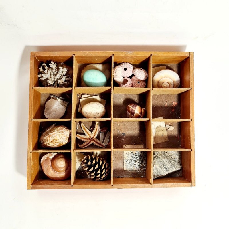 Tray Of Mineral And Biological Specimens