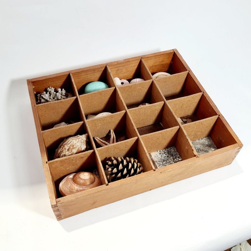 Tray Of Mineral And Biological Specimens