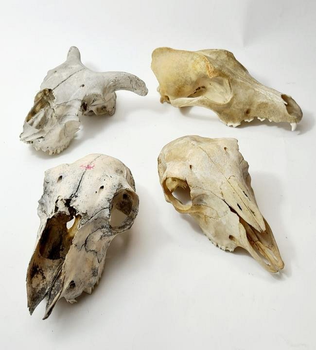 Animal Skull