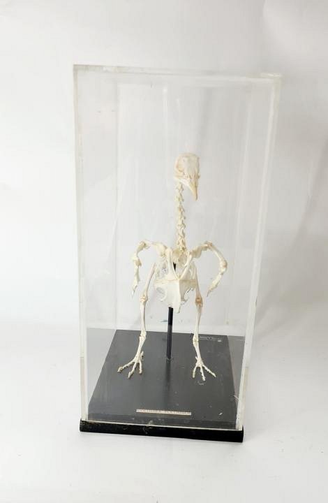 Mounted Wood Pigeon Skeleton In Case