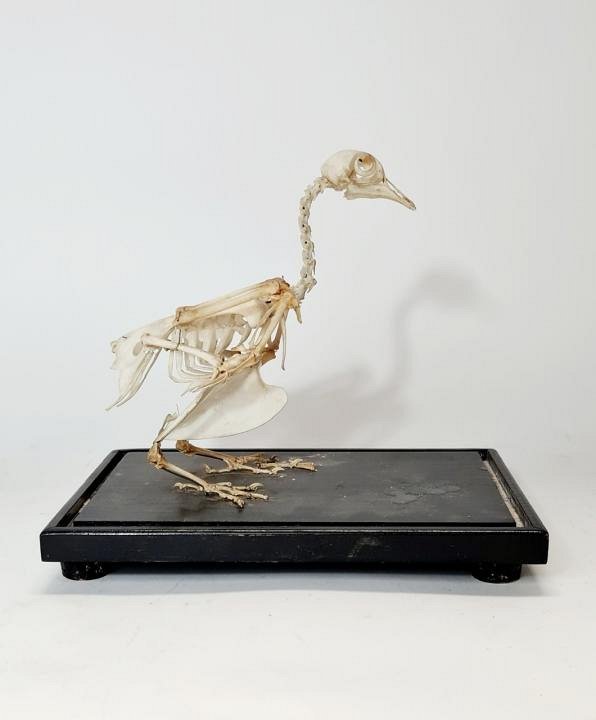 Small Vintage Bird Skeleton
