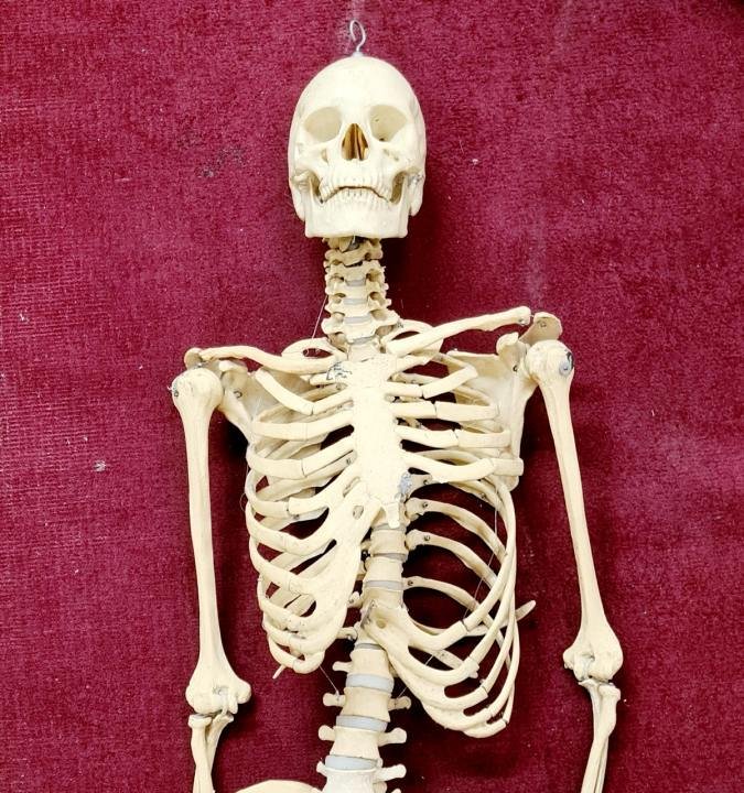 Composite Human Skeleton On Stand